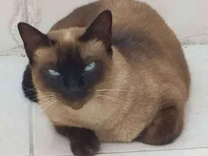 Gato raça Siames idade 4 anos nome Nina
