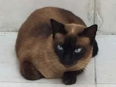 Gato ra a Siames idade 4 anos nome Nina