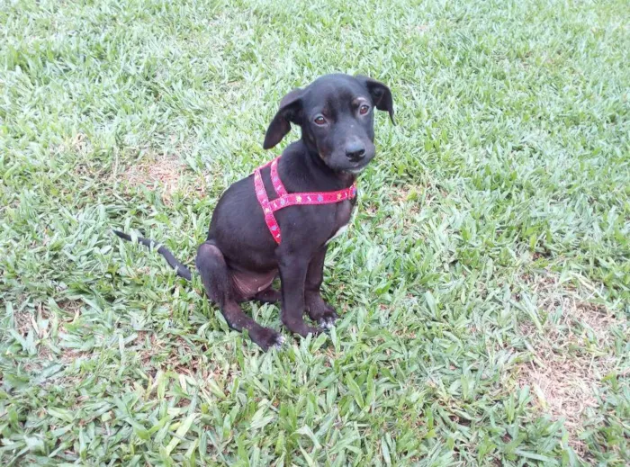 Cachorro ra a Viralata idade 2 a 6 meses nome Neguinha