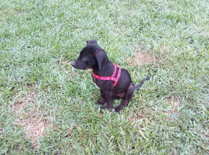 Cachorro ra a Viralata idade 2 a 6 meses nome Neguinha