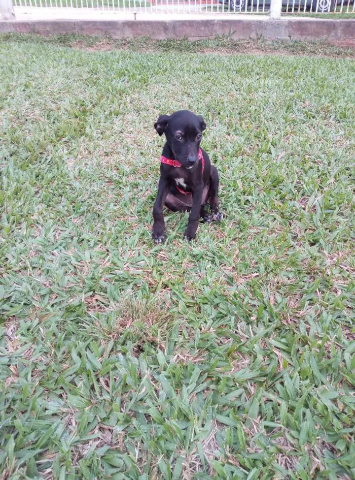Cachorro ra a Viralata idade 2 a 6 meses nome Neguinha