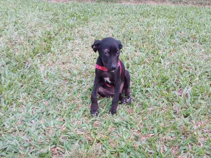 Cachorro ra a Viralata idade 2 a 6 meses nome Neguinha