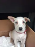 Doguinho