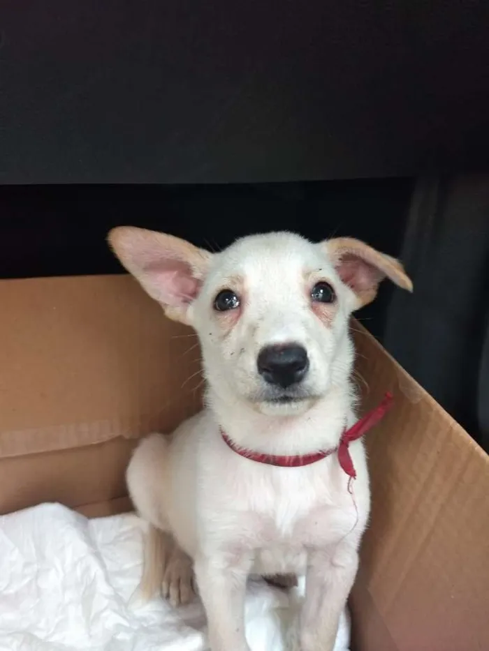 Cachorro ra a Srd idade 2 a 6 meses nome Doguinho