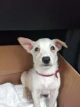 Doguinho