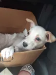 Doguinho