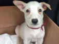 Doguinho