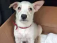 Doguinho