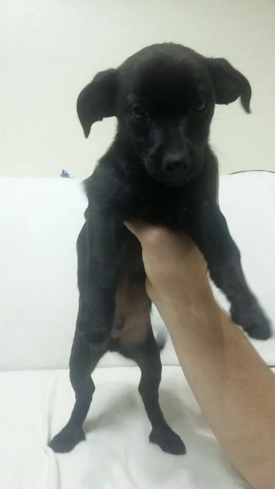 Cachorro ra a Vira-lata idade 2 a 6 meses nome Isolado