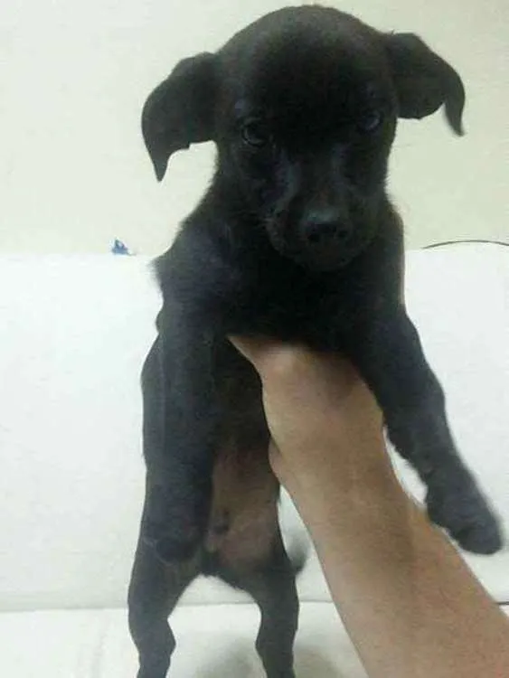 Cachorro ra a Vira-lata idade 2 a 6 meses nome Isolado