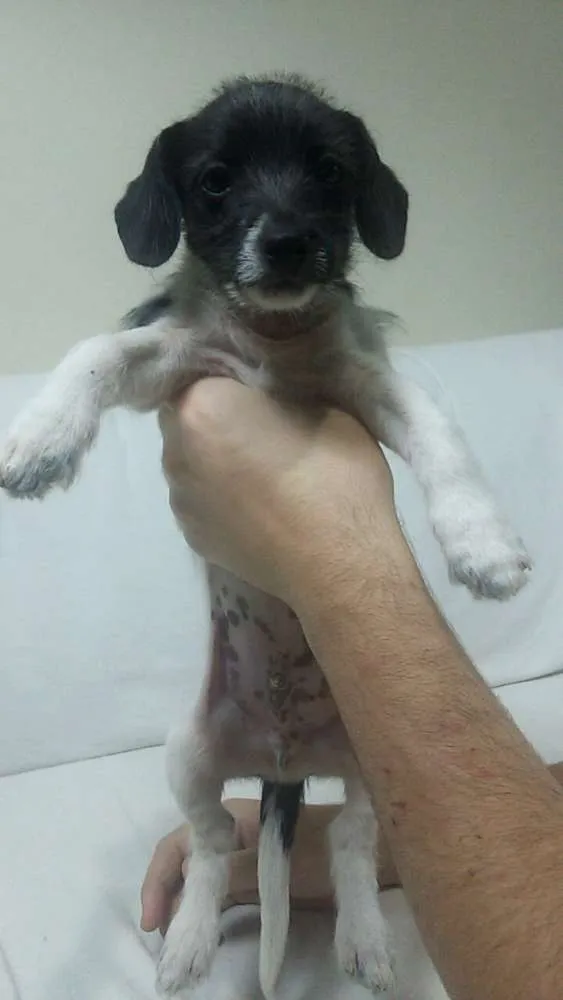 Cachorro ra a Vira-lata idade 2 a 6 meses nome Pity