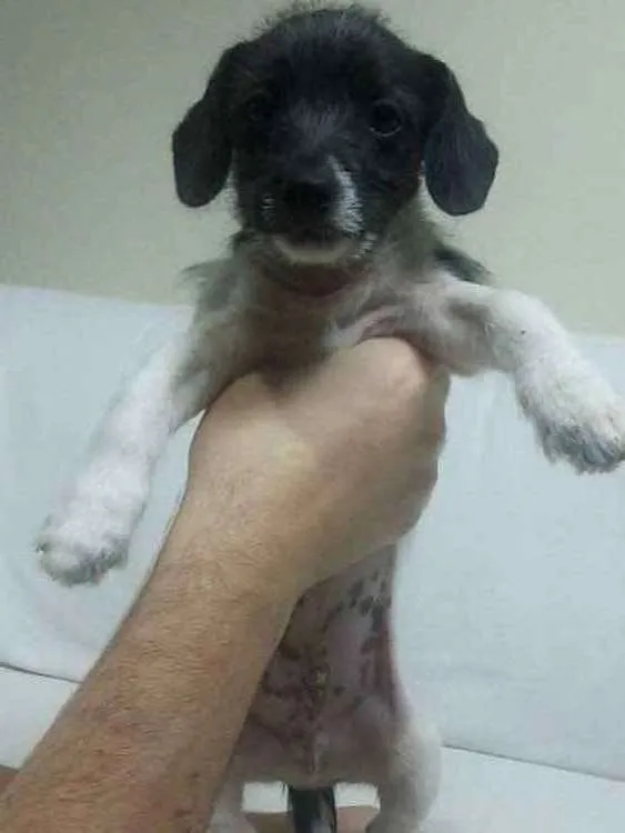 Cachorro ra a Vira-lata idade 2 a 6 meses nome Pity