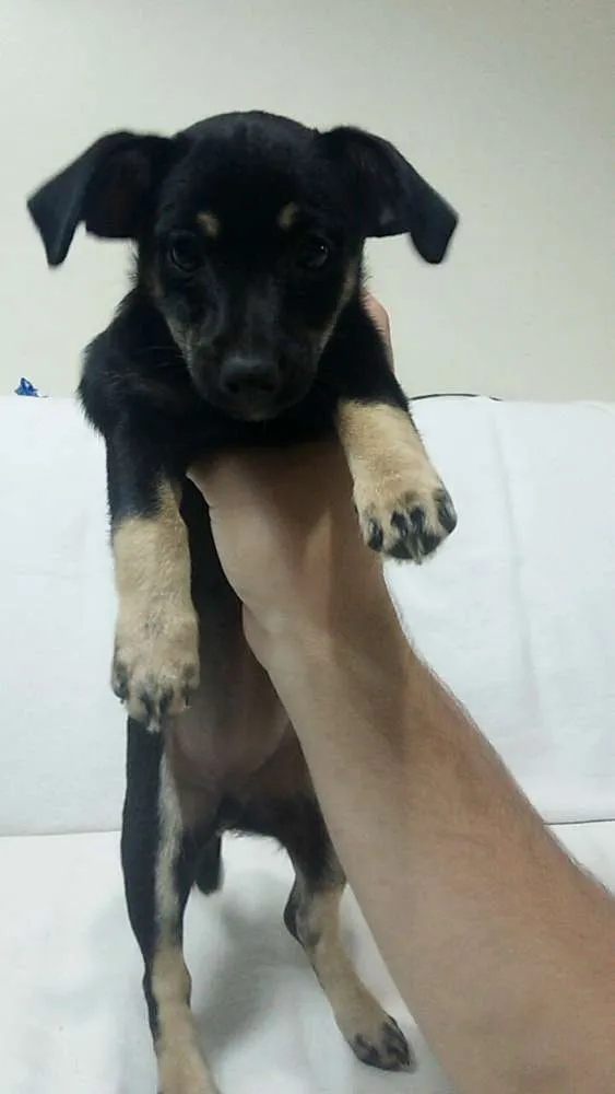 Cachorro ra a Vira-lata idade 2 a 6 meses nome Luvinha