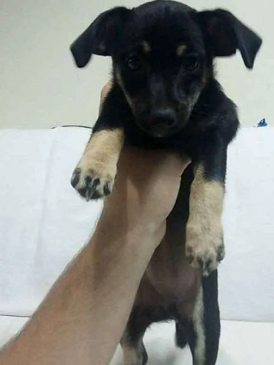 Cachorro ra a Vira-lata idade 2 a 6 meses nome Luvinha