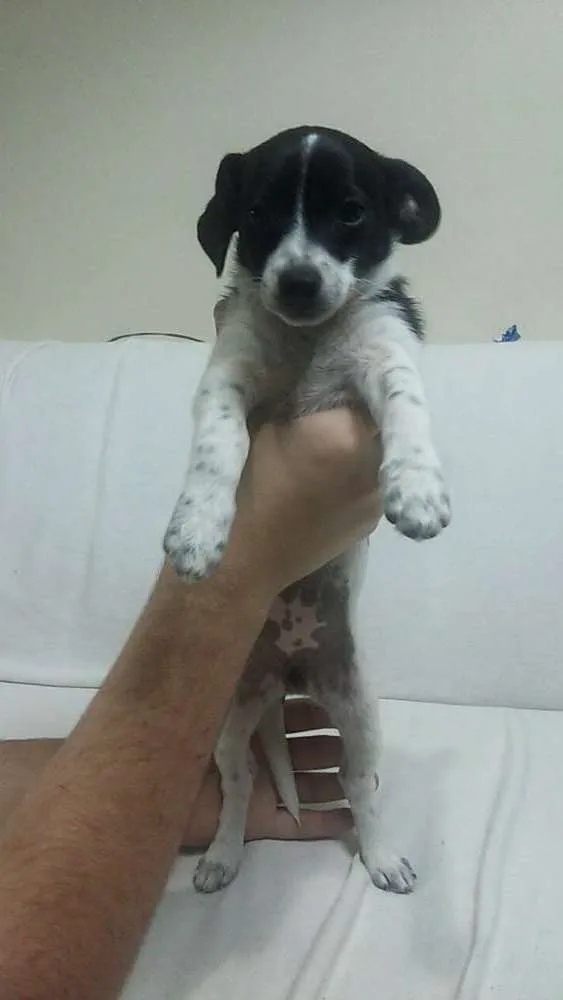 Cachorro ra a Vira-lata idade 2 a 6 meses nome Vaquinha