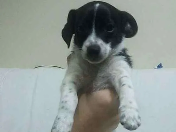 Cachorro ra a Vira-lata idade 2 a 6 meses nome Vaquinha