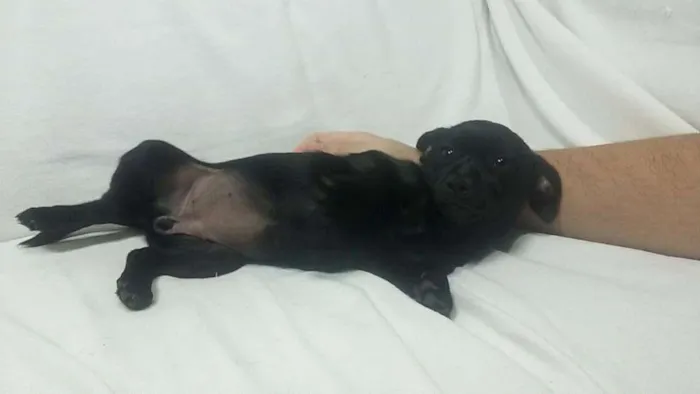 Cachorro ra a Vira-lata idade 2 a 6 meses nome Caçula 