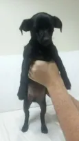 Pretinha