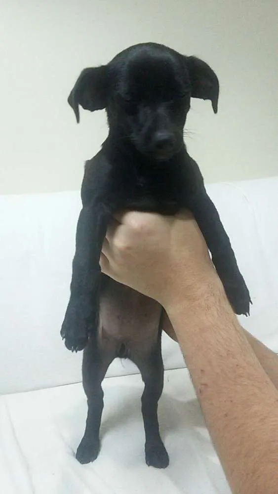 Cachorro ra a Vira-lata idade 2 a 6 meses nome Pretinha