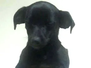 Cachorro raça Vira-lata idade 2 a 6 meses nome Pretinha