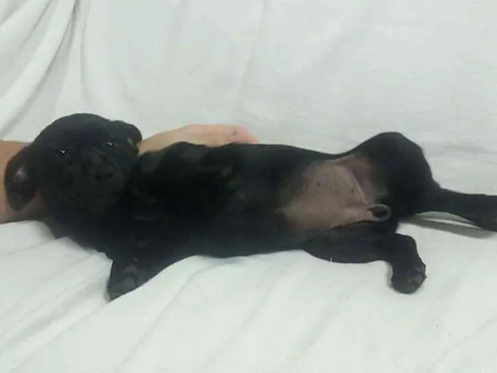 Cachorro ra a Vira-lata idade 2 a 6 meses nome Caçula 