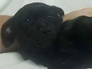 Cachorro ra a Vira-lata idade 2 a 6 meses nome Caçula 