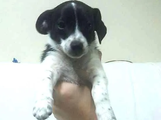 Cachorro ra a Vira-lata idade 2 a 6 meses nome Vaquinha