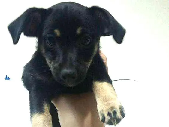 Cachorro ra a Vira-lata idade 2 a 6 meses nome Luvinha