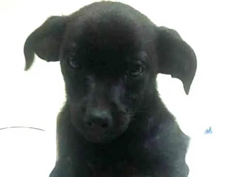 Cachorro ra a Vira-lata idade 2 a 6 meses nome Isolado