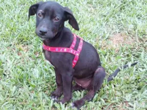 Cachorro raça Viralata idade 2 a 6 meses nome Neguinha