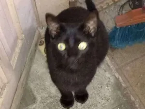 Gato raça Negra idade 7 a 11 meses nome Flokinho