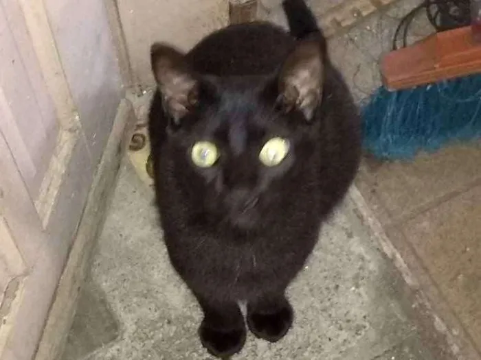 Gato ra a Negra idade 7 a 11 meses nome Flokinho