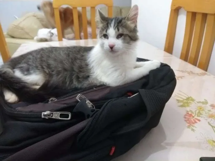 Gato ra a Indefinida  idade 2 a 6 meses nome Lile