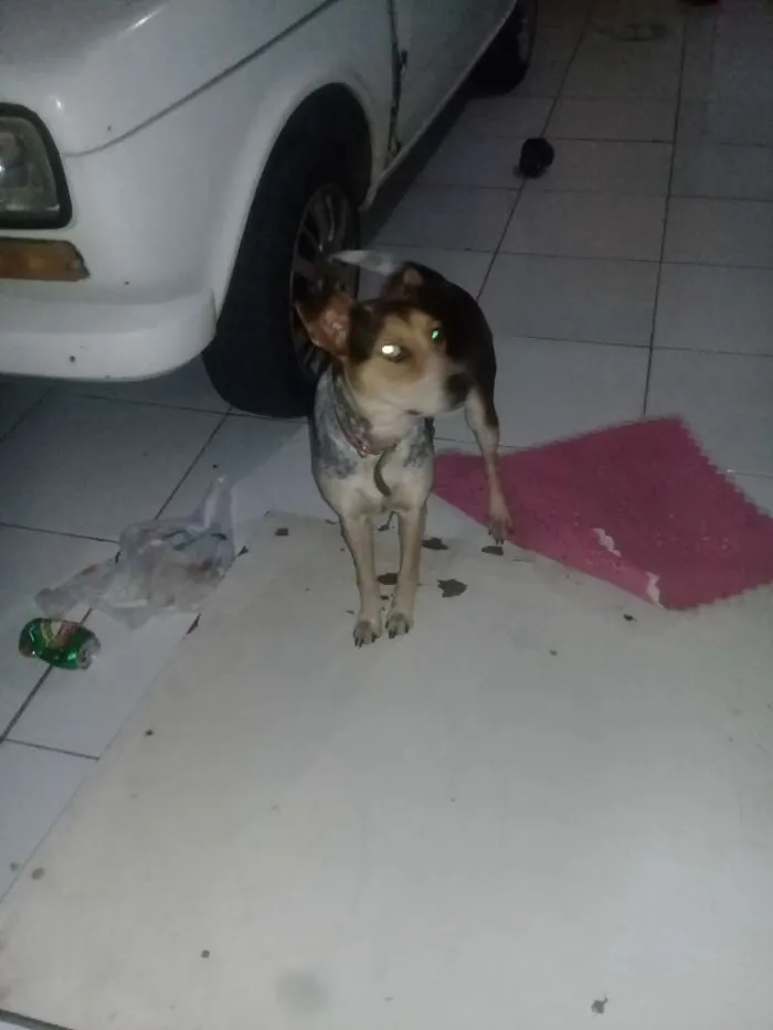 Cachorro ra a SRD idade 7 a 11 meses nome Nina
