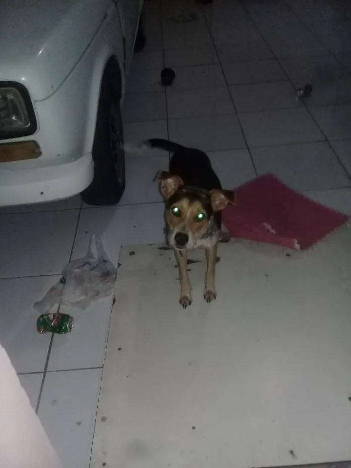 Cachorro ra a SRD idade 7 a 11 meses nome Nina