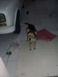 Nina