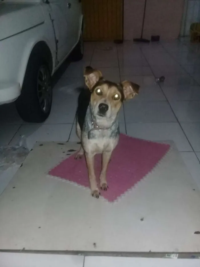 Cachorro ra a SRD idade 7 a 11 meses nome Nina
