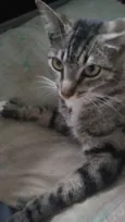 Pretinha