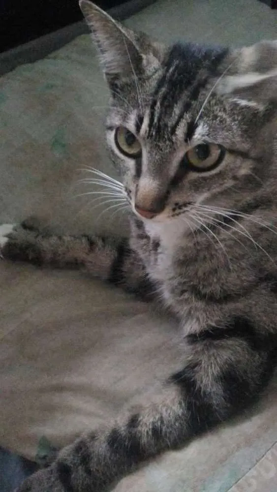 Gato ra a Mestiça idade 1 ano nome Pretinha