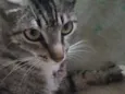 Pretinha