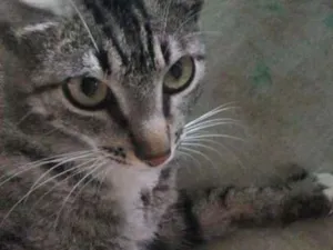 Gato raça Mestiça idade 1 ano nome Pretinha