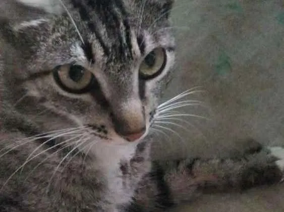 Gato ra a Mestiça idade 1 ano nome Pretinha