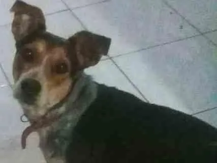 Cachorro ra a SRD idade 7 a 11 meses nome Nina