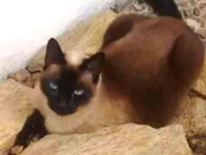 Gato raça Siamês idade 6 ou mais anos nome Bia