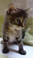 Luluca