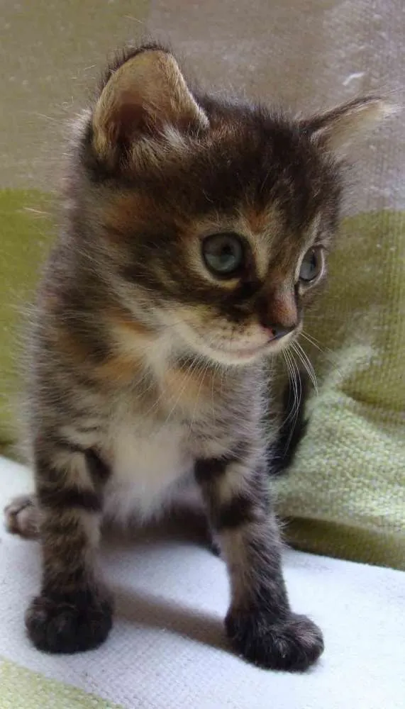 Gato raça Não sei idade Abaixo de 2 meses nome Luluca