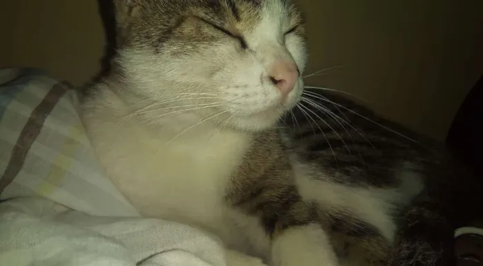 Gato raça  idade 3 anos nome Mi