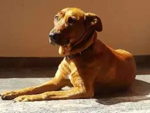 Cachorro raça SRD idade 2 anos nome Valentina
