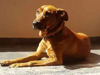 Cachorro ra a SRD idade 2 anos nome Valentina