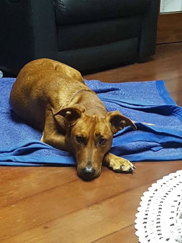 Cachorro ra a SRD idade 2 anos nome Valentina